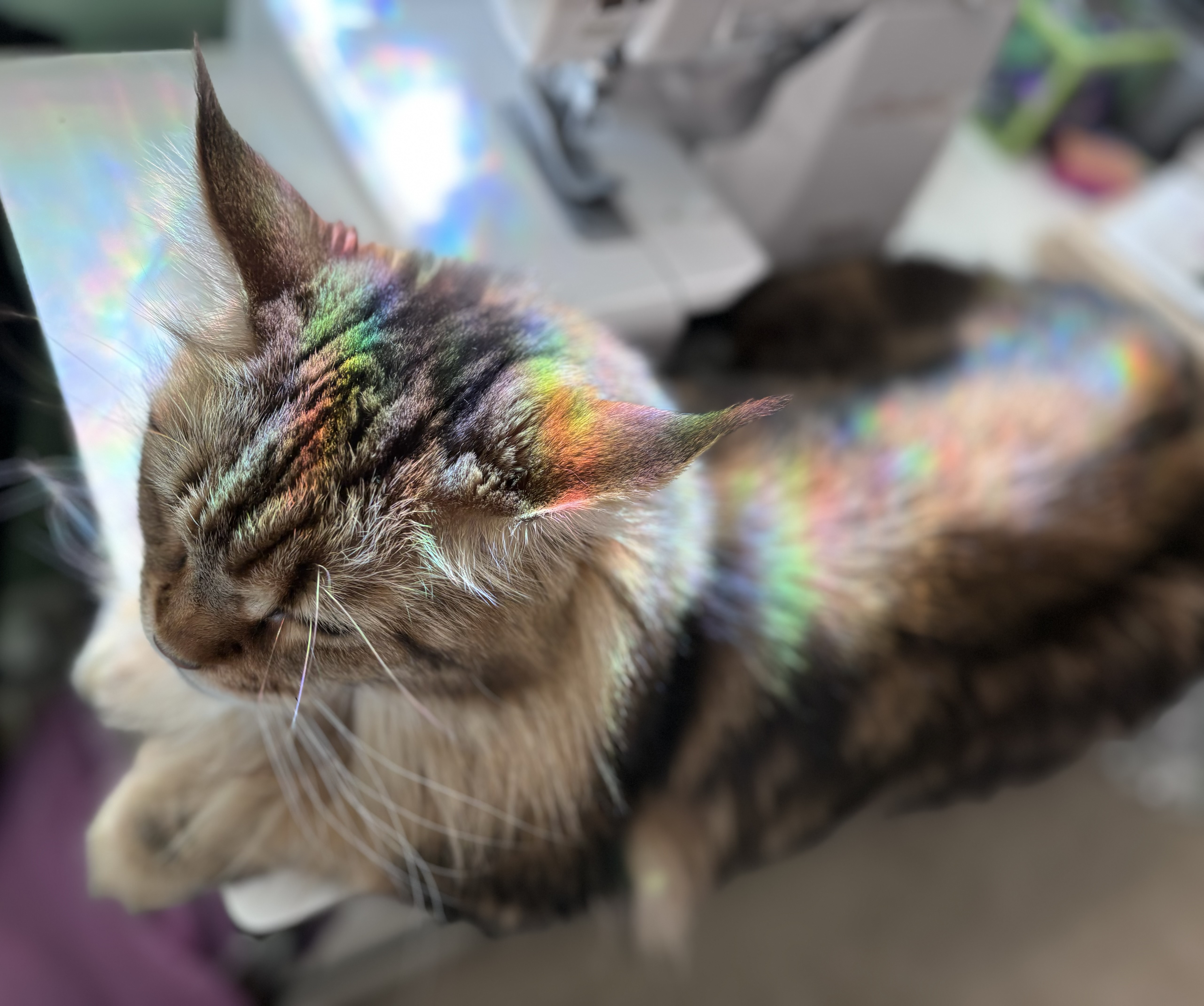 Mainecoon